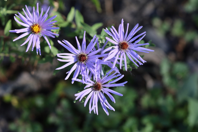 Symphyotrichum novi-belgii