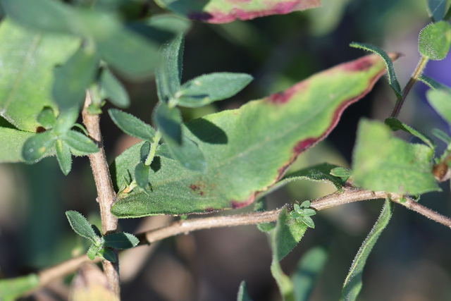 Symphyotrichum novi-belgii - leaves