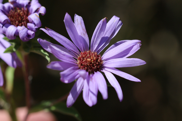 Symphyotrichum oblongifolium