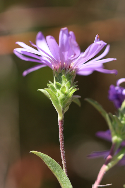 Symphyotrichum oblongifolium