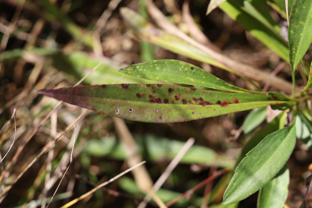 Symphyotrichum oblongifolium - leaves