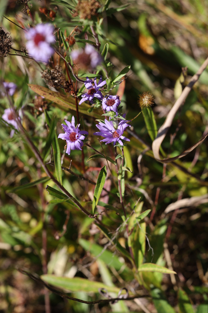 Symphyotrichum oblongifolium - plant