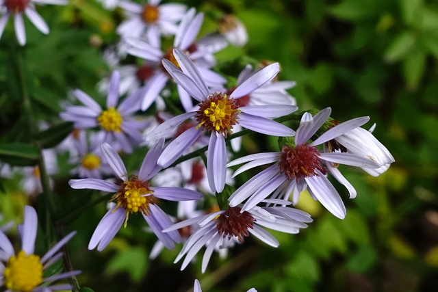 Symphyotrichum patens