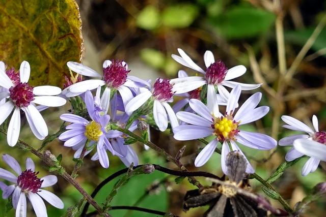 Symphyotrichum patens