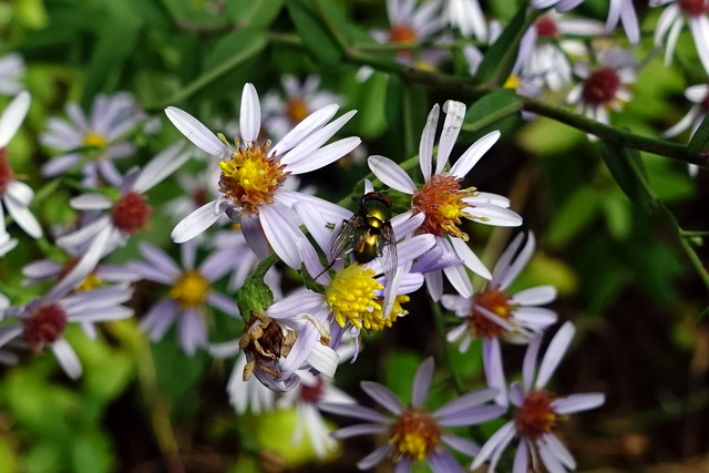 Symphyotrichum patens