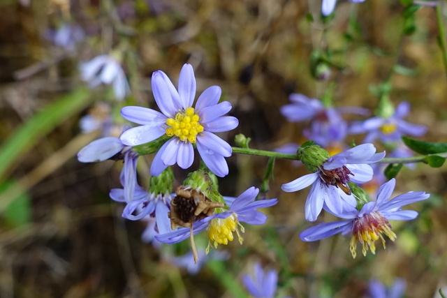 Symphyotrichum patens