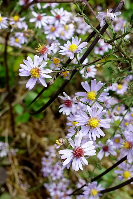 Symphyotrichum patens