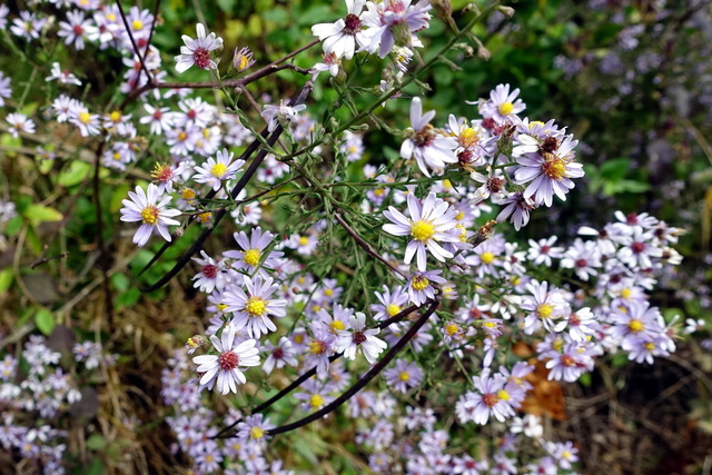 Symphyotrichum patens