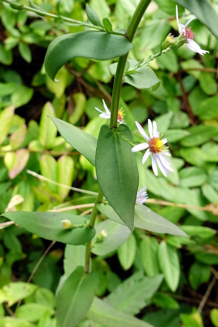 Symphyotrichum patens - leaves