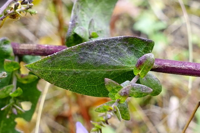 Symphyotrichum patens - leaves