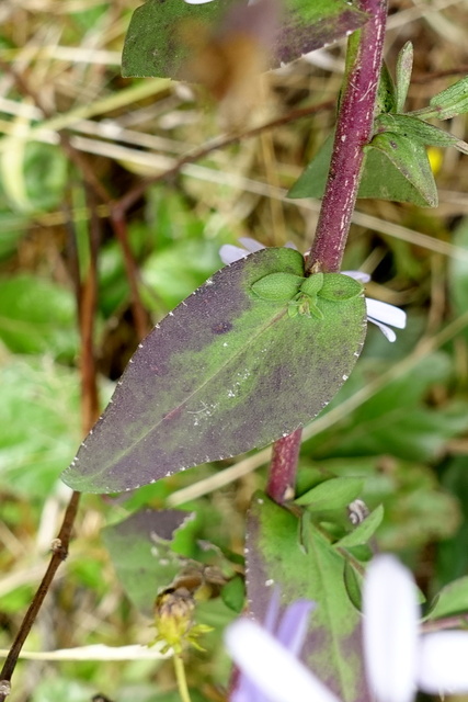 Symphyotrichum patens - leaves