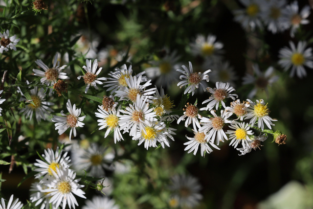 Symphyotrichum pilosum