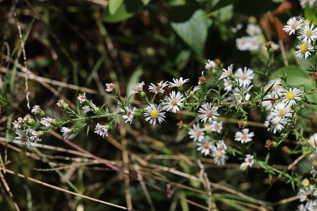 Symphyotrichum pilosum