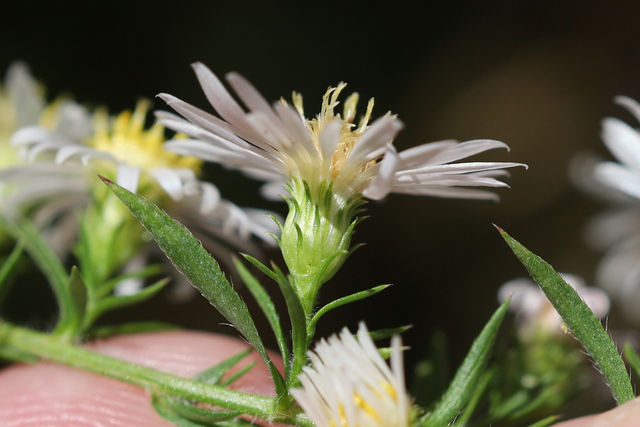 Symphyotrichum pilosum