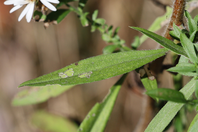Symphyotrichum pilosum - leaves