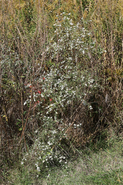 Symphyotrichum pilosum - plant