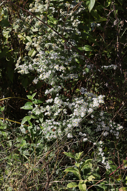 Symphyotrichum pilosum - plant