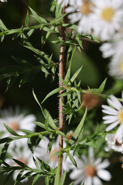 Symphyotrichum pilosum - stem
