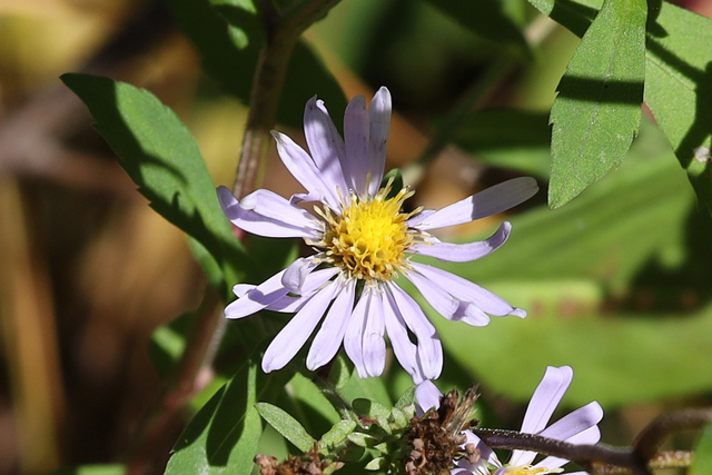 Symphyotrichum prenanthoides