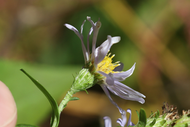 Symphyotrichum prenanthoides