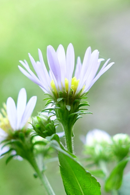 Symphyotrichum prenanthoides
