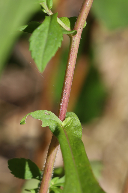 Symphyotrichum prenanthoides - stem