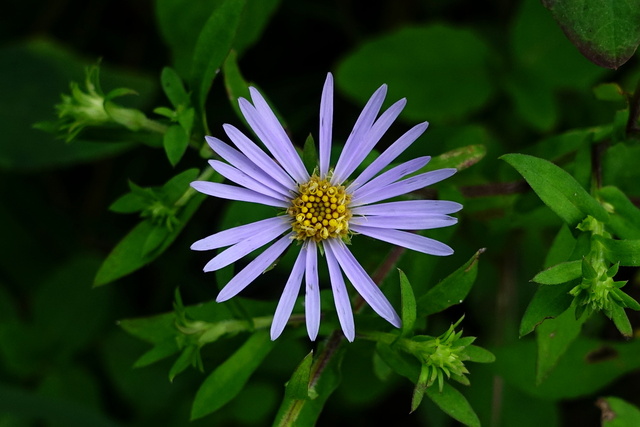 Symphyotrichum puniceum