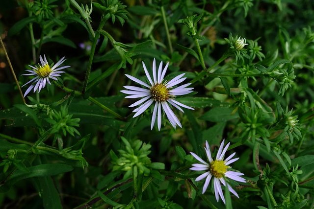 Symphyotrichum puniceum