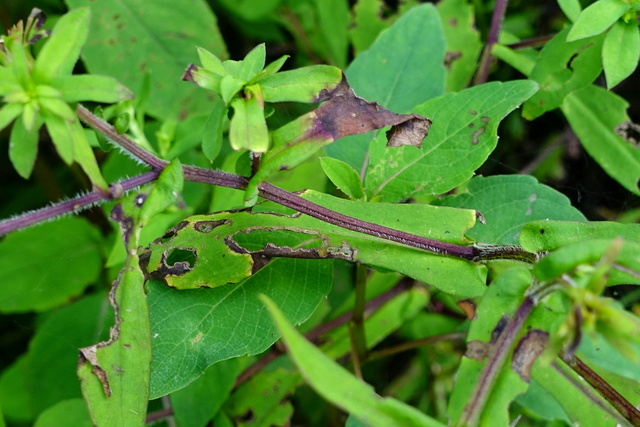 Symphyotrichum puniceum - stem