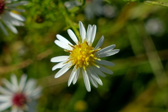 Symphyotrichum racemosum