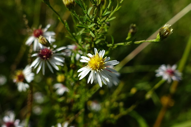 Symphyotrichum racemosum