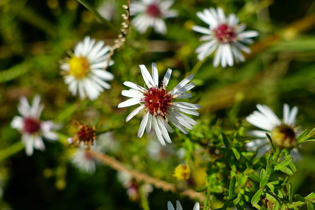 Symphyotrichum racemosum