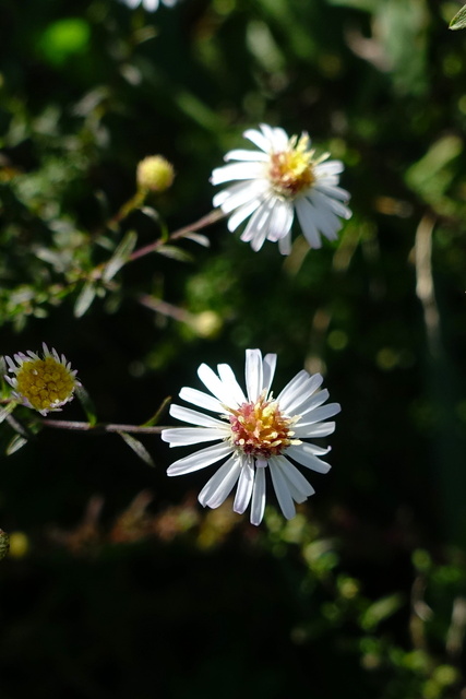 Symphyotrichum racemosum