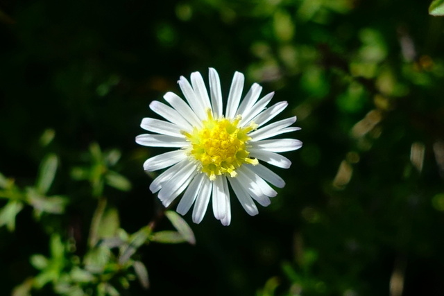 Symphyotrichum racemosum