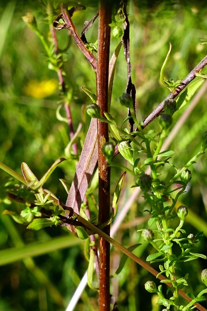 Symphyotrichum racemosum - stem