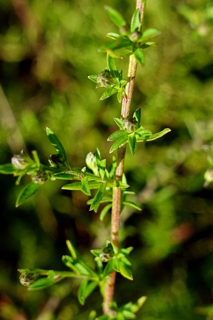 Symphyotrichum racemosum - stem