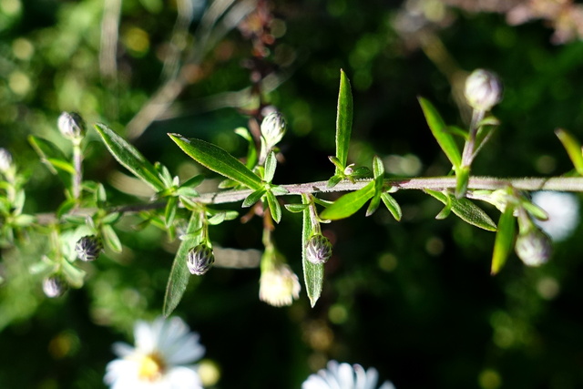 Symphyotrichum racemosum - stem