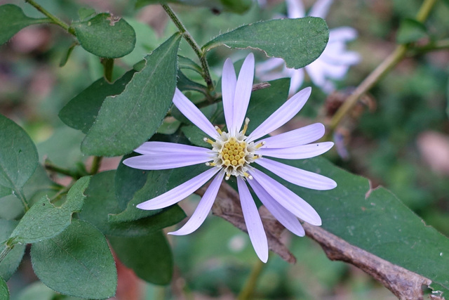 Symphyotrichum shortii
