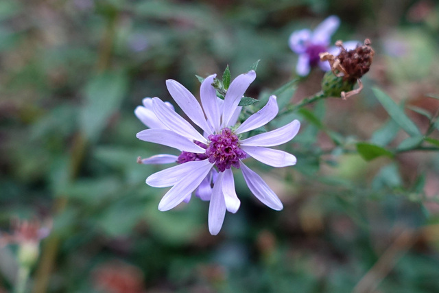 Symphyotrichum shortii