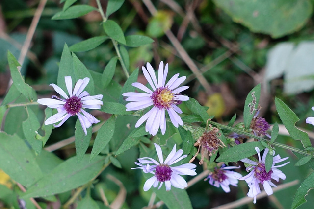 Symphyotrichum shortii