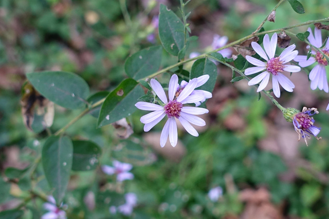 Symphyotrichum shortii