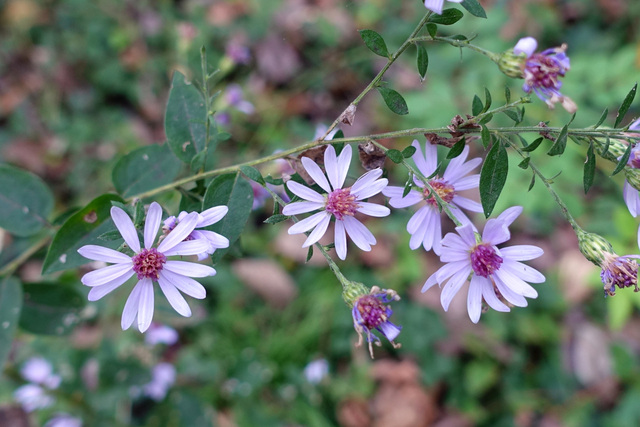 Symphyotrichum shortii