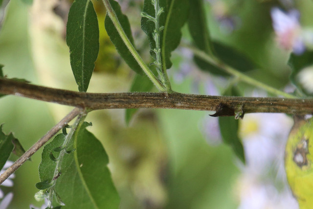Symphyotrichum shortii - stem