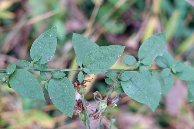 Symphyotrichum shortii - upper leaves
