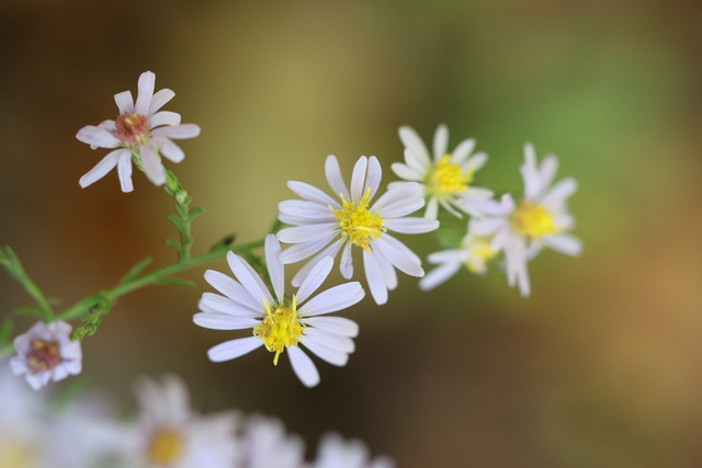 Symphyotrichum undulatum