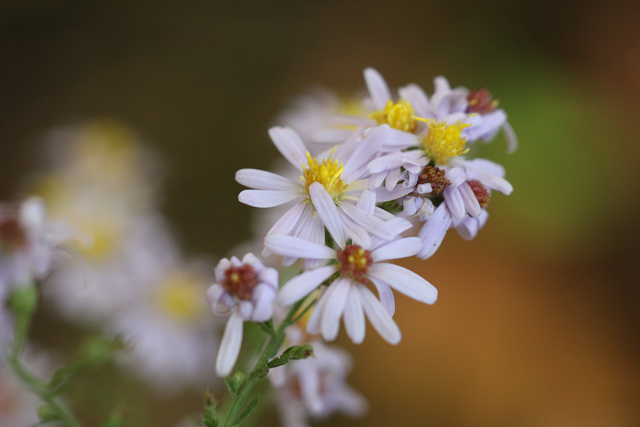 Symphyotrichum undulatum