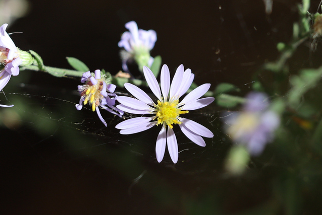 Symphyotrichum undulatum