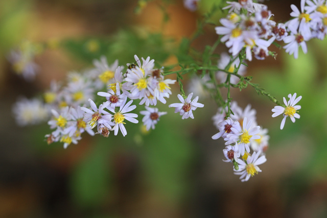 Symphyotrichum undulatum