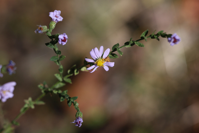 Symphyotrichum undulatum