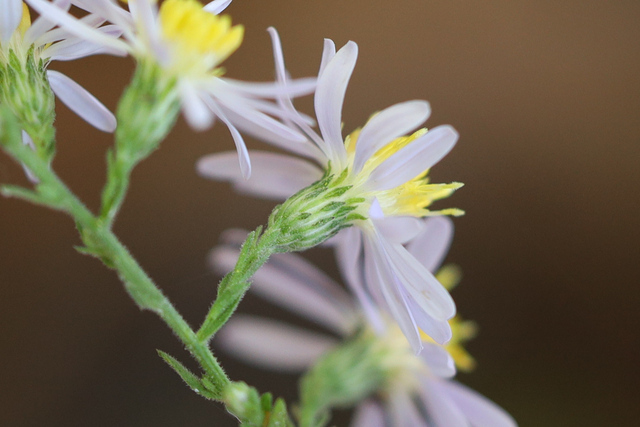 Symphyotrichum undulatum